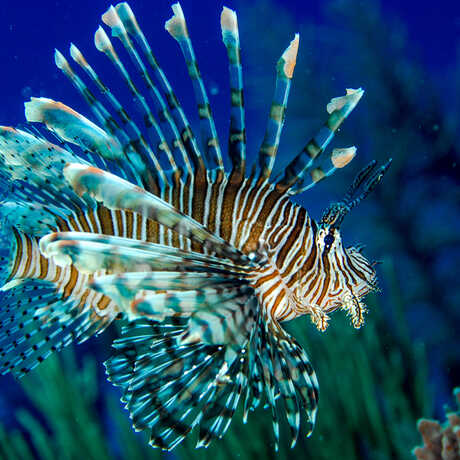 An invasive lionfish swimming in coral reefs in Belize
