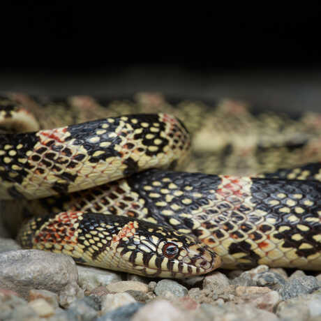 Long-nosed snake photo by Tony Iwane
