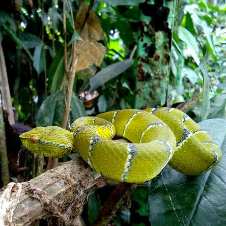 North Philippine Temple Pitviper seen during City Nature Challenge