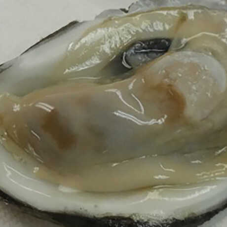 Eastern oyster from Chesapeake Bay