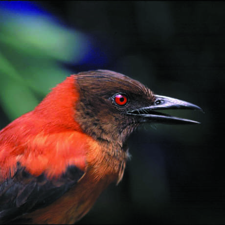 A Pitohui bird from New Guinea