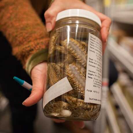 A volunteer holds up a jar full of preserved specimens.