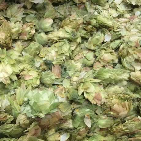 Hops - very important to the beer making process