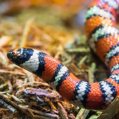 picture of a mountain king snake