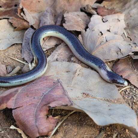 Legless skink from Angola.