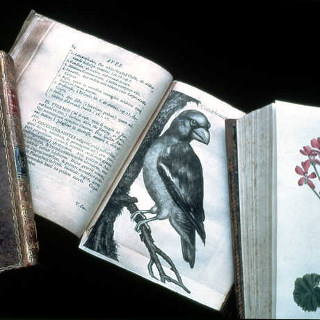 Image of rare books