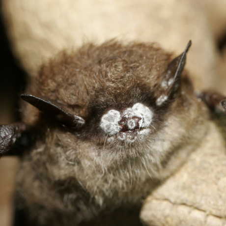 Bat with white nose syndrome, US Fish and Wildlife