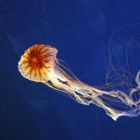 Medusa jellyfish, by Francesco Crippa 
