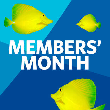 Members Month