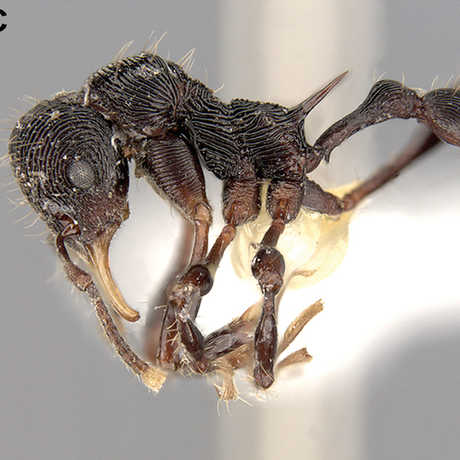 New ant discovered in vomit, C. Rabeling & J. Sosa-Calvo