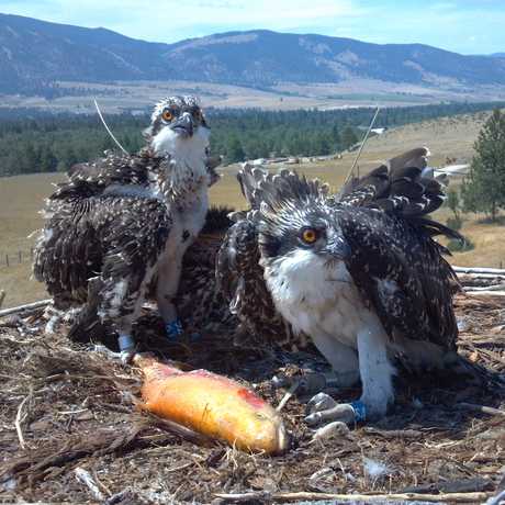 Osprey 54 (right) in the nest