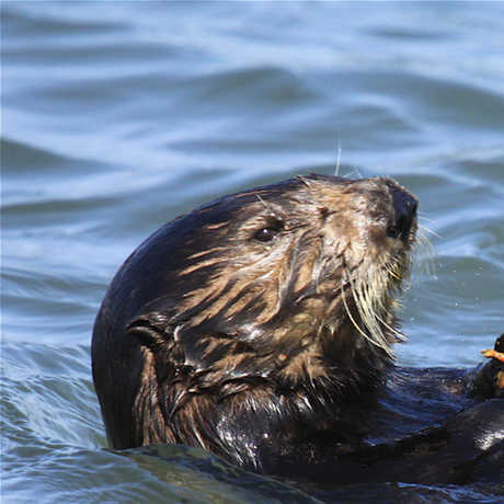 Photo of otter in Monterey Bay