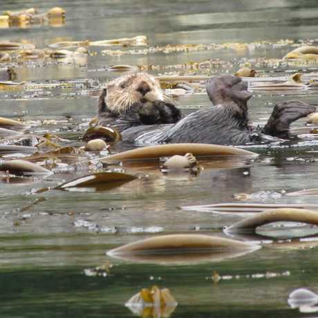 Sea otter lounging on a bed of kelp