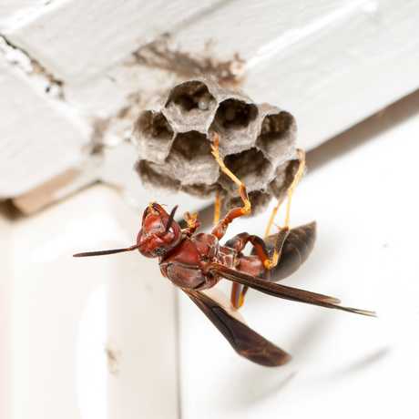 Paper Wasp, ©Matt Bertone of North Carolina State University