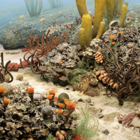 A recreation of the seafloor during the Permian period. 