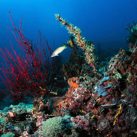 Coral reef, Papua New Guinea, Anderson Smith2010/Flickr