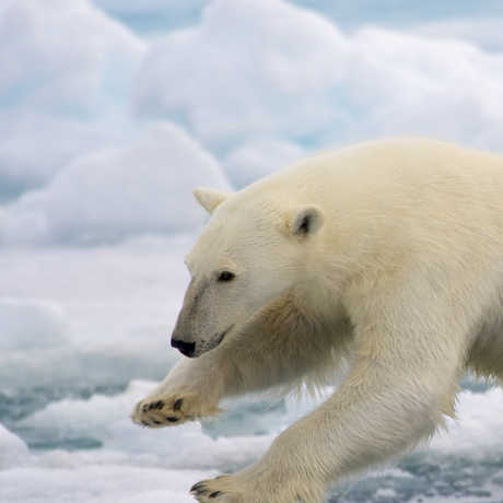 Polar bear in Norway