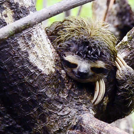 Photo of pygmy sloth