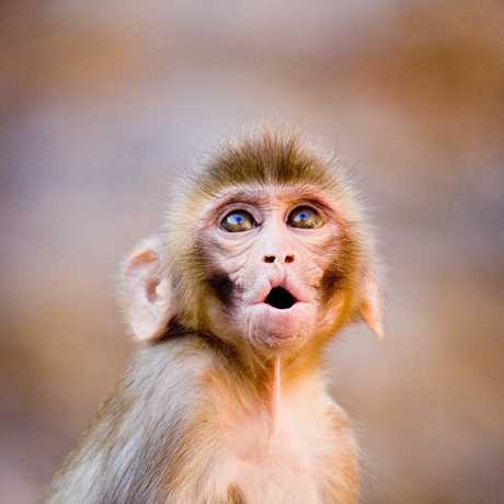 Rhesus macaque, Garrett Ziegler