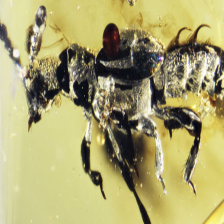 Ant-loving beetle fossil