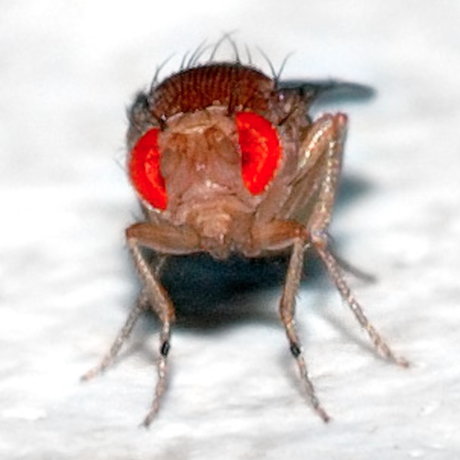 Fruit fly by Aka/Wikipedia
