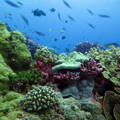 Coral reefs near Enderbury Island, Kiribati
