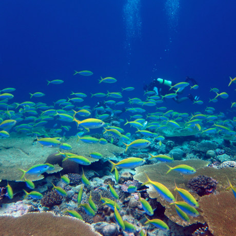 A reef in the Chagos archipelago, central Indian Ocean