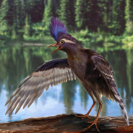 A reconstruction of the oldest ornithuromorph, Archaeornithura meemannae