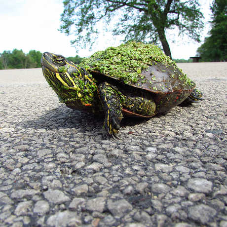 Adult female painted turtle crossing a road, Clare Adams