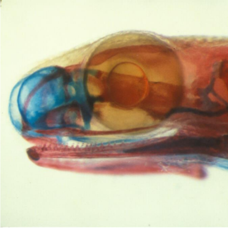 Photomicrograph of a Thorius species, James Hanken