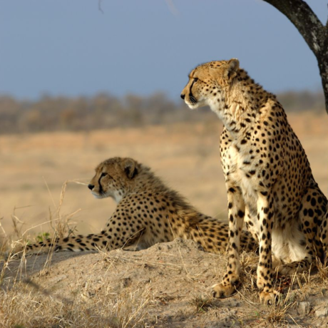 A cheetah coalition, Image: James Temple/Flickr