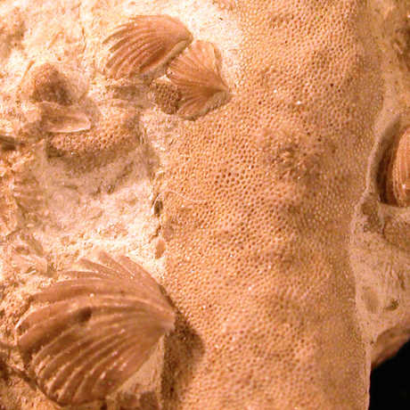 Brachiopod fossils, Upper Ordovician
