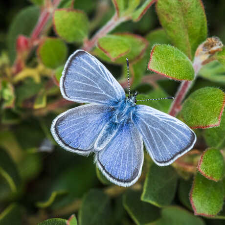 The silvery blue butterfly.