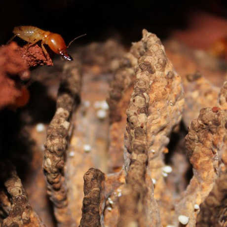termites, photo, colony