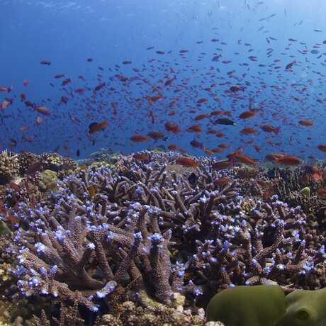 Blue acropora and anthias in the Verde Island Passage.