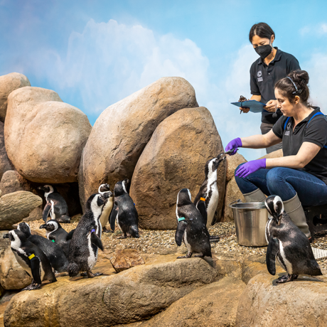 Biologists feeding African penguins in enclosure
