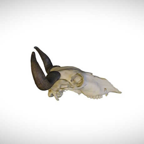 wildebeest skull