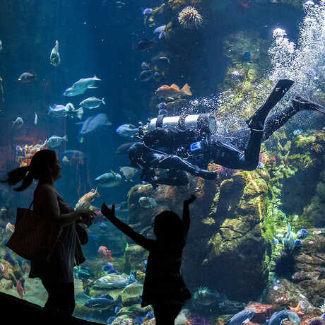 A mother and daughter in silhouette in front of the giant Philippine Coral Reef exhibit 