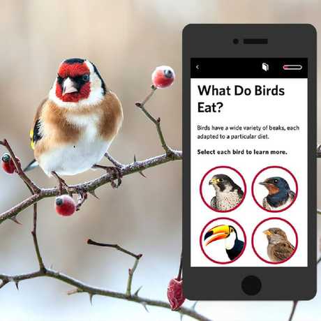 What do Birds Eat?