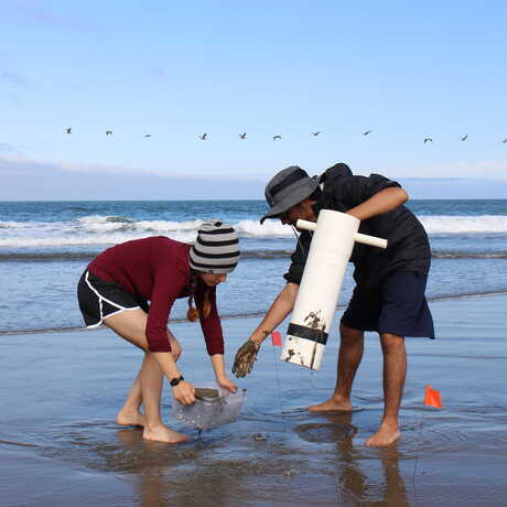 2 students use a digging tool to collect sand crabs at the beach