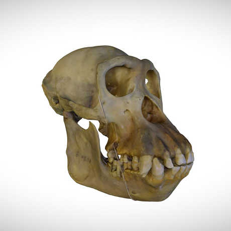 chimpanzee skull