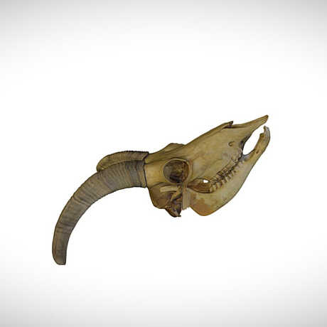Skulls: A Sketchfab Collection | California Academy of Sciences