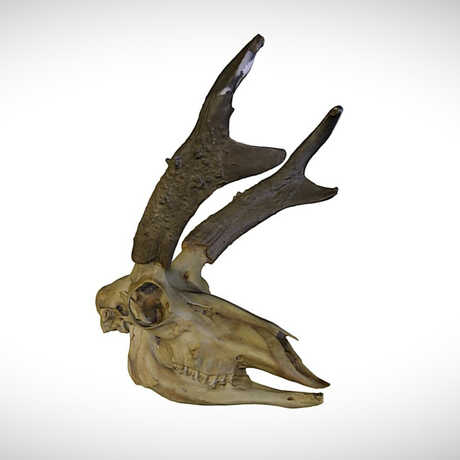 pronghorn skull
