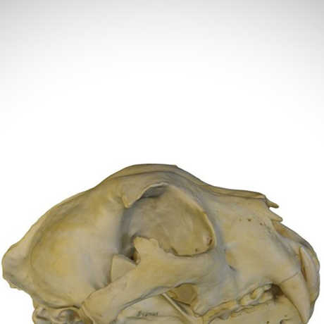 snow leopard skull