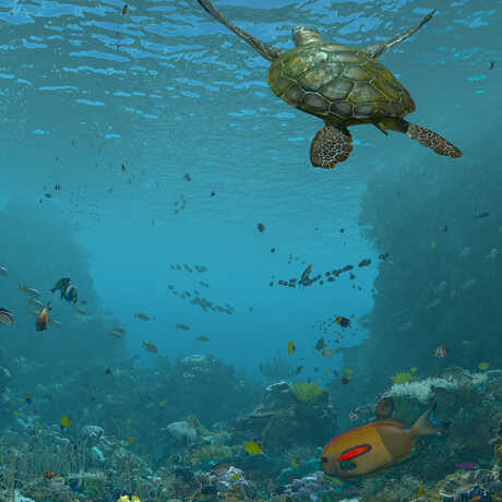 Expedition Reef still image of sea turtle in blue water