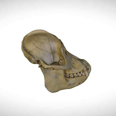 orangutan skull