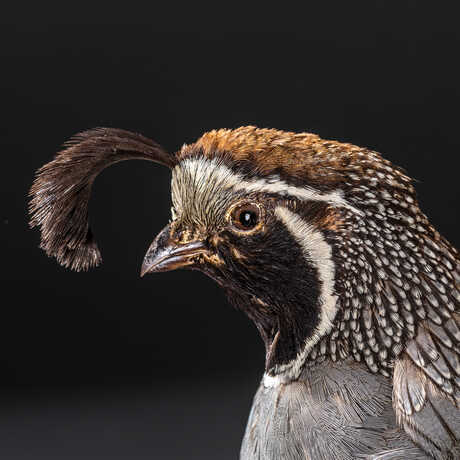 Quail specimen from the Academy ornithology collections