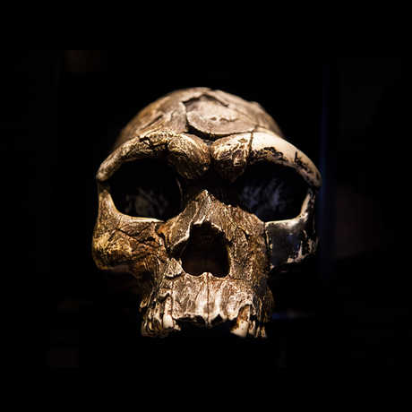 Straight-on view of the dramatically lit skull of an ancient human. 