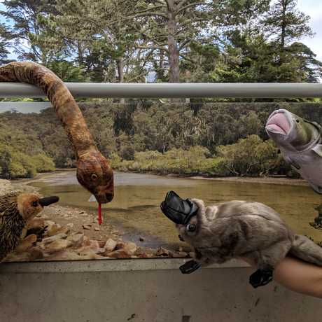 Animal Puppets in front of a stream background