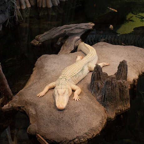 Claude the alligator with albinism sits on his rock in the Academy's Swamp exhibit